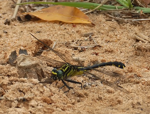 Female
2012_04_19_Upson
